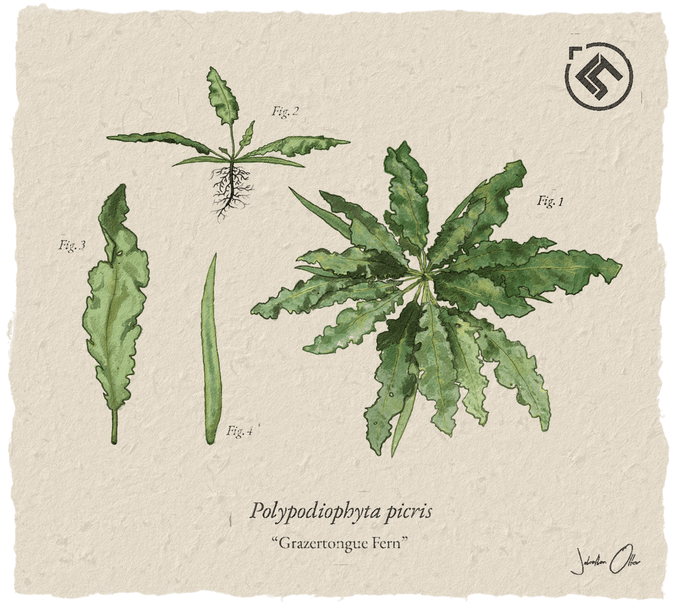 Star Citizen Flora Study Polypodiophyta picris Grazertongue Fern min